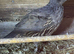 Various pairs of California quail