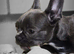 Boston x frenchie