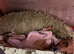 Proven KC Italian Greyhound Stud from champ lines