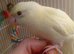 Kakariki cream 9 week old