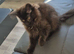 Female maine coon kitten