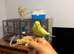 Tame Baby Budgies