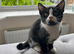 Kittens for sale