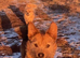 Gorgeous Willow needs a wonderful home
