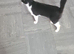 Black and white cat
