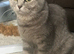 British shorthair and Scottish fold