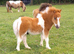 Eye-catching Registered Miniature Shetland Colt Foal