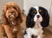 Cavapoo puppies