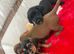 6 dachshund puppies for sale and a one year old girl dapple