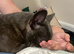 French bull dog