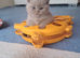 Chunky BSH kitten PET ONLY