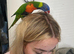 fully tammed and talking rainbow lorakeet