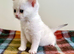 Copper Silver British Shorthair Male