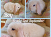 Mini lop kits