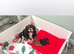 KC Cavalier king Charles Spaniel's puppies for sale