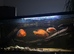 Oscar fish/community tank