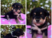 Beautiful Terrier Mix Puppies &ndash; Family Bred & Raised