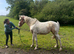 Palomino & white filly