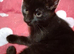 Kittens for rehome