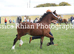 Stunning welsh section C filly