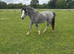 Beautiful Welsh Section A Fillies WPCS Full passports.
