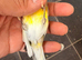 X3 very nice hens available