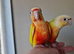 Adorable fully hand reared baby conures