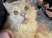 2 Maine Coon Cats