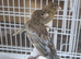 High Quality Raza jaspe Canaries – UK Champion Bloodlines