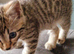 Gorgeous Bengal Kitten