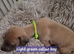 Beautiful whippet puppies for sale