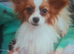 Red sable and white male papillon