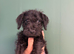 Bedlington x Lakeland terrier male 8weeks old