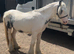 2/3 year old cob gelding