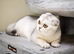 Scottish Fold Female/sterilized
