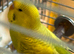 Hobby breeder