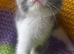Exotic/Persian X Ragdoll BSH kittens