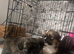 Shih Tzu's cross Pekingese