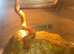 Scientific Name: Pantherophis guttatus