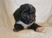 4 stunning shipooh pups