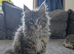TICA Registered Maine Coon Kittens