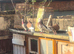 Roller pigeons for sale