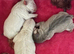 2 beautiful cream frenchie pups