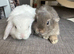 Lovely handsome mini lop boys.