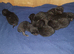 New lil ninjas