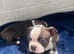 Brindle Boston terrier litter