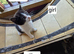 Domestic short haired kittens