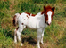 Coedpoeth shetland foals available