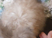 Beautiful Angora Boy