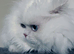 Gorgeous blue eyes pure white Persian minuet munchkin boy